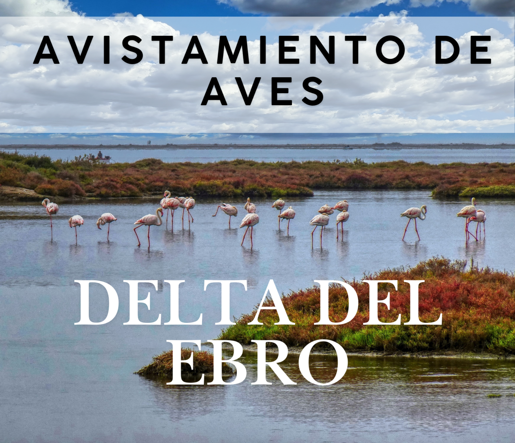 Avistamiento de aves, Delta del Ebro